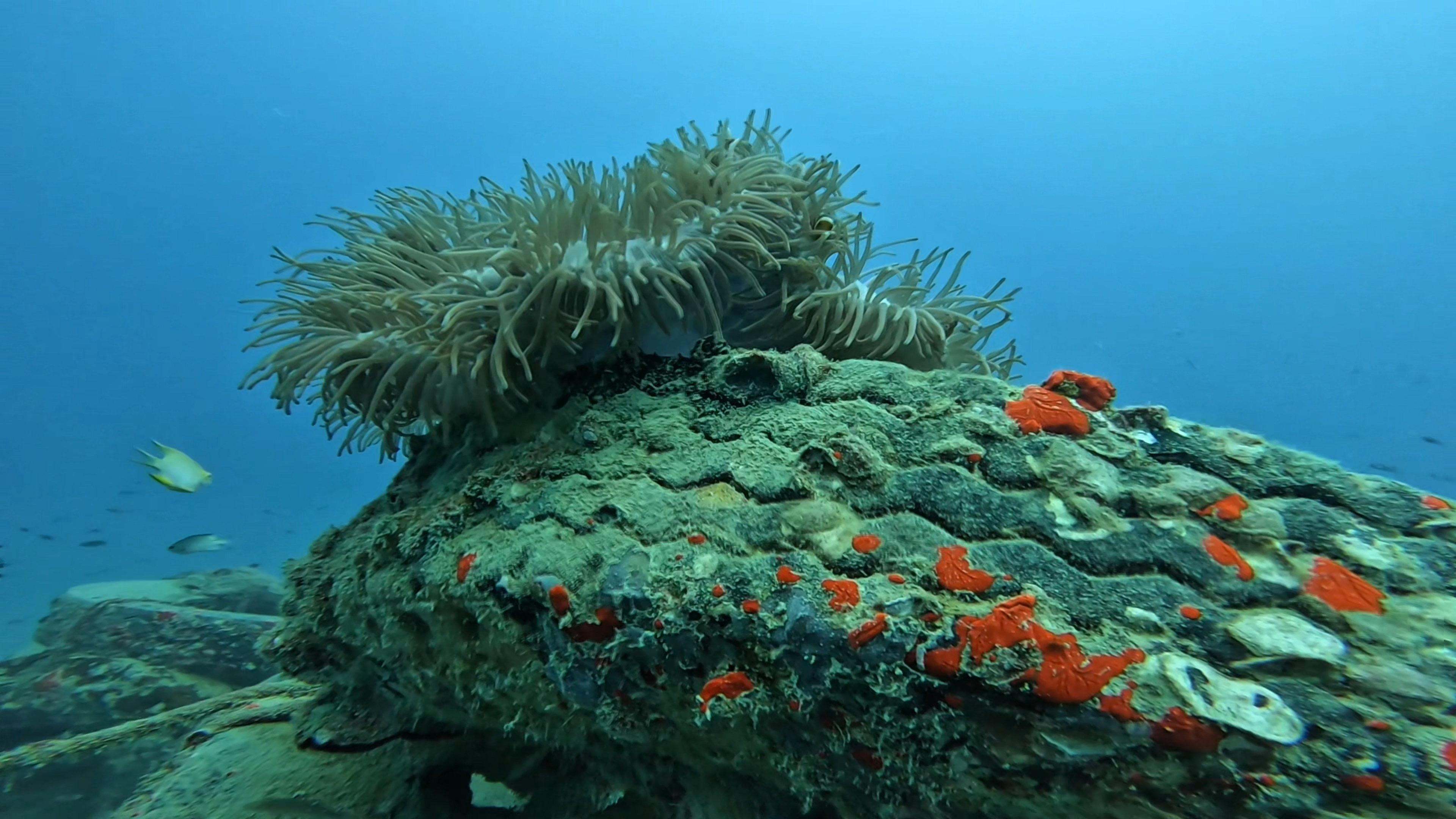 Coral and sponge growth on tire reef structure